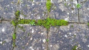 Go Moss Remover