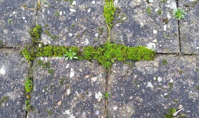 Go Moss Remover